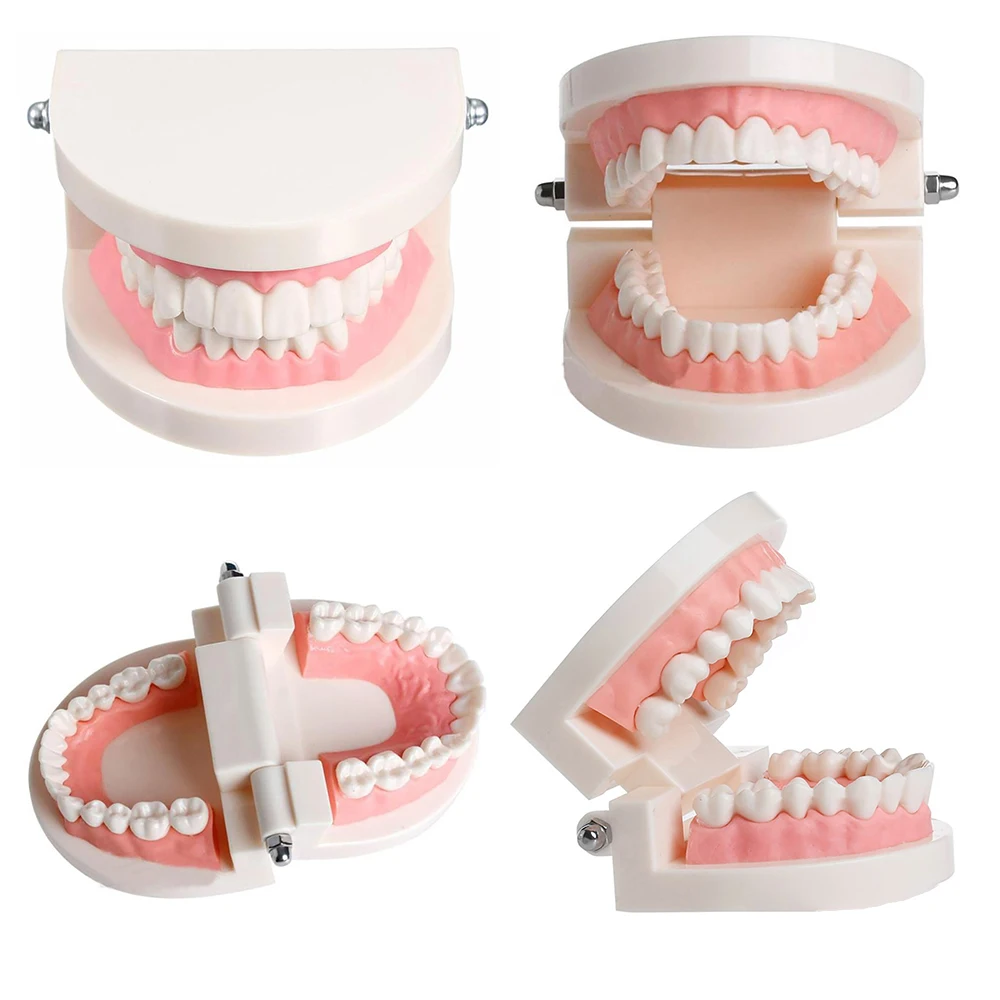 Zobni Zob Model Standard Poučevanja Zobozdravnik Model Zob Model Zobozdravstvo Lab Materiala Zobozdravnik Instrument Zobni Orodja