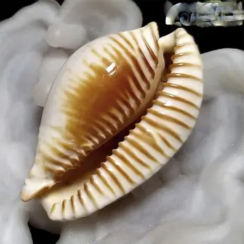 Redki conch, 5.1 cm Vzhodu Sea Gold Star Polž polž zbirka domov dekoracijo