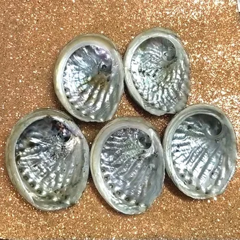 11 cm-12 cm, B Razred veleprodajnih Priljubljenih Naravnih Abalone Lupine Seashell za Domači Akvarij Krajine DIY Dekor