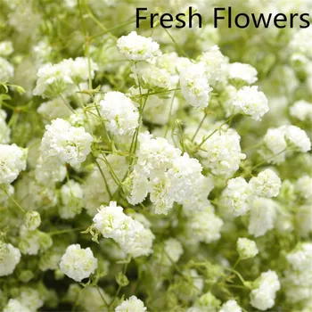 Naravno sušene baby dih cvetje, šopke pravi dotik cvetje za poroko Beli dekor