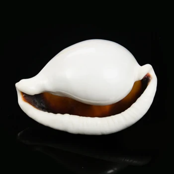 6-8 cm Beli Zajec Conch Školjke Naravnih Lupini Conch Plaži Okraski za Dom Poroko Acquarium Fish Tank Dekor Opremo