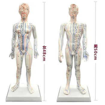 Človekove Kitajski-angleščina telo akupunktura točka model meridian model akupunktura točk 26 cm/ 48 cm/50 cm za moške in ženske