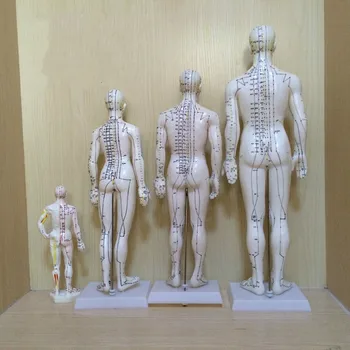Človekove Kitajski-angleščina telo akupunktura točka model meridian model akupunktura točk 26 cm/ 48 cm/50 cm za moške in ženske