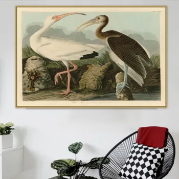 John J. Audubon Stare Slavni Ameriški Umetnik Bela Ibis Platno Slikarstvo Poster Tiskanje za Dnevna Soba Dekoracijo Sten Wall Art