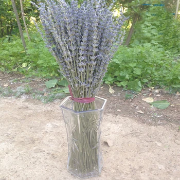 100 g suhih naravne cvetlične šopke posušenih naravnih angleški cvet Sivke šopek&general modri cvet sivke Šopke