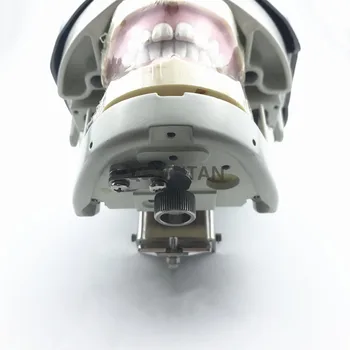 Zobni Simulator Manikin Fantom Glavo, demonstracije, praktične vaje orodja zobni model