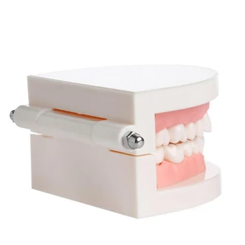 Zobni Zob Model Standard Poučevanja Zobozdravnik Model Zob Model Zobozdravstvo Lab Materiala Zobozdravnik Instrument Zobni Orodja