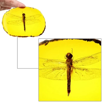 Zbirka Kitajski Lepa Rumena Dragonfly Fosilne Žuželke Ročno Poliranje Izvrstno Darilo