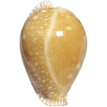 Redki conch, 5.1 cm Vzhodu Sea Gold Star Polž polž zbirka domov dekoracijo